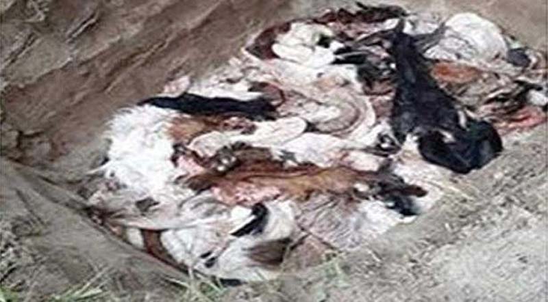 চামড়া শিল্প কোন্ পথে?