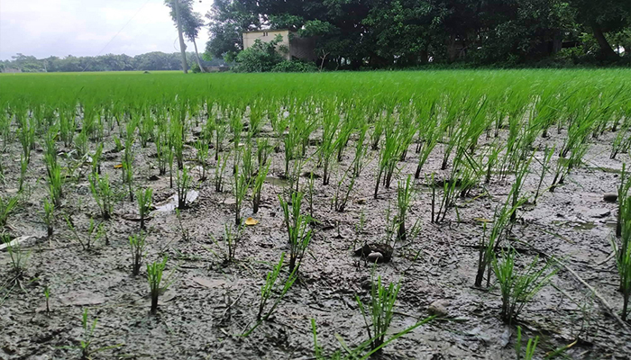 আমন নিয়ে বিপাকে কৃষক
