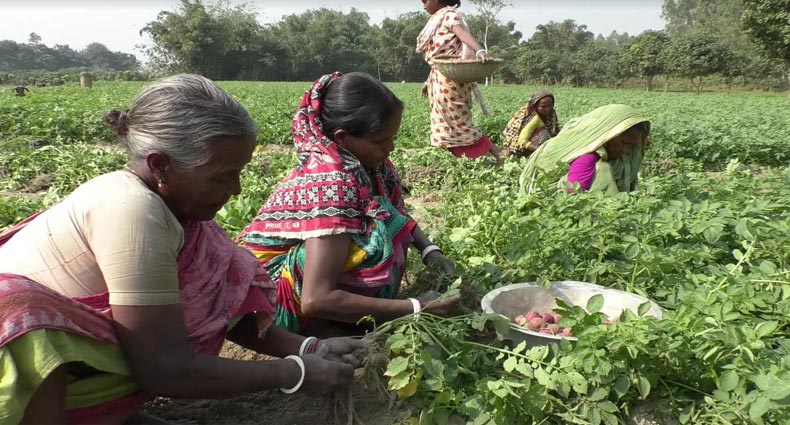 নওগাঁয় আলুর বাম্পার ফলন