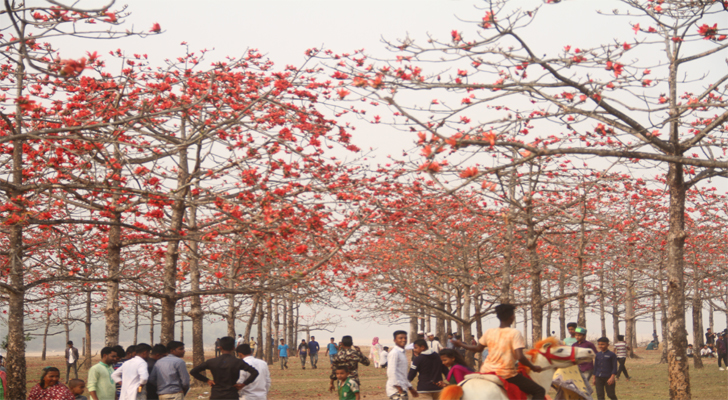 ঘুরে আসুন তাহিরপুরের রক্তরাঙা শিমুল বাগান