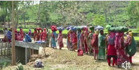 চা বাগানে নেই ছুটি, নেই লকডাউন! ঝুঁকিতে শ্রমিক