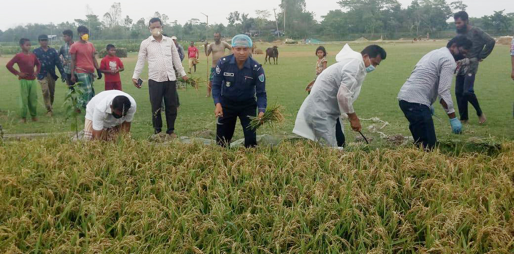 ছাতকের ওসির ব্যতিক্রমী উদ্যেগে বোরো ধান কাটছেন বিকল্প শ্রমিকরা