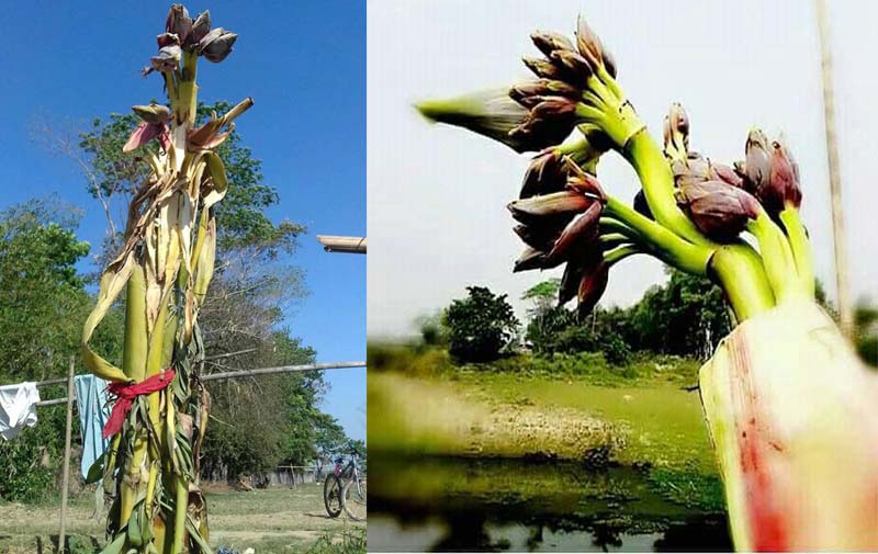 বিধাতার বিচিত্র খেয়াল!