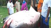 কচাঁয় ধরা পড়ল ৪শ’ কেজি’র মাছ, ২ লাখে বিক্রি