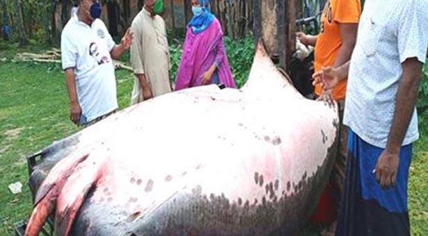 কচাঁয় ধরা পড়ল ৪শ’ কেজি’র মাছ, ২ লাখে বিক্রি