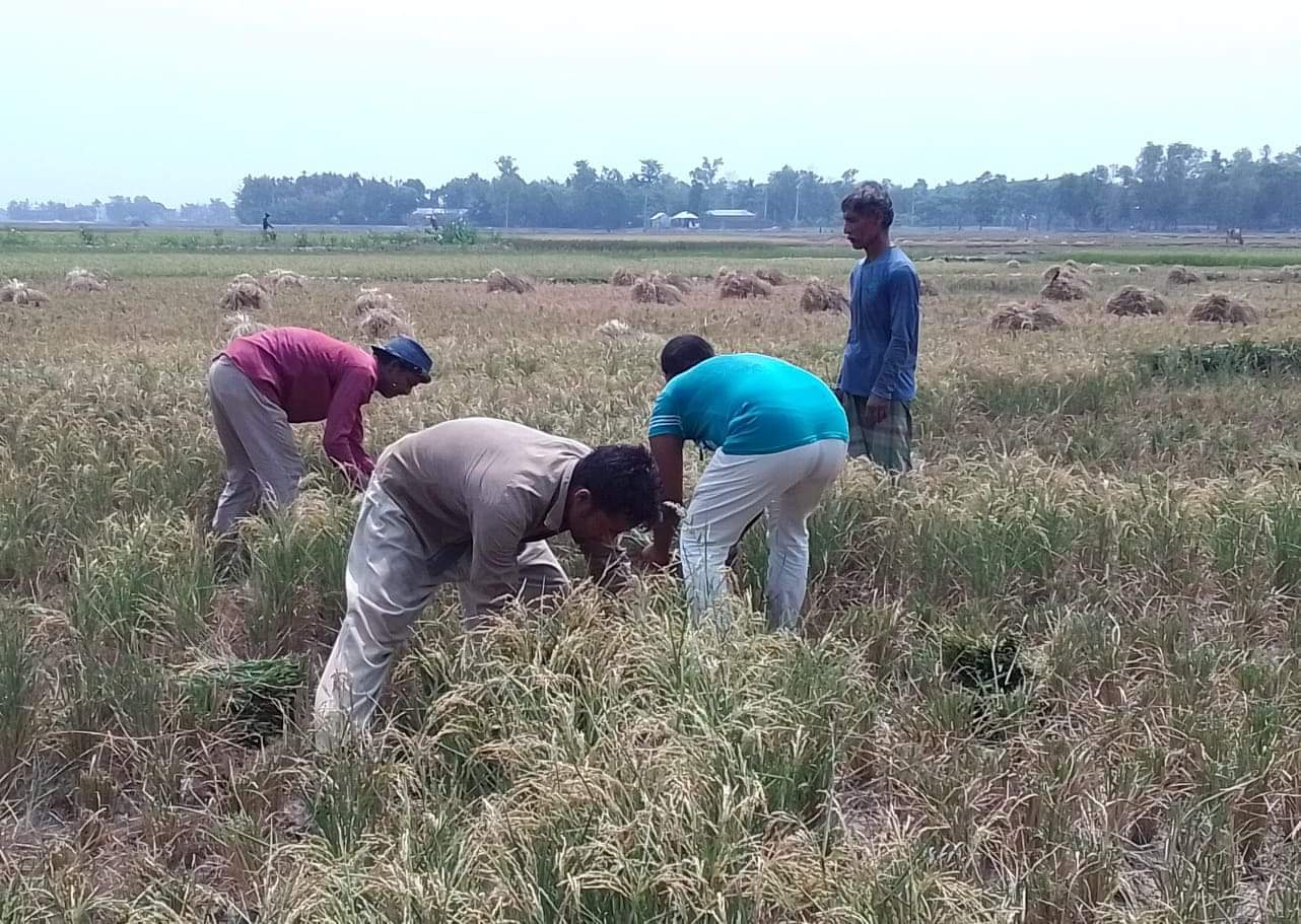 খরায় জুড়ী ভোগতেরার বোরো ফসলহানি