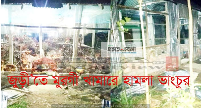 জুড়ী’তে  উপজেলা চেয়ারম্যানের নেতৃত্বে মুরগী খামারে হামলা ভাংচুর