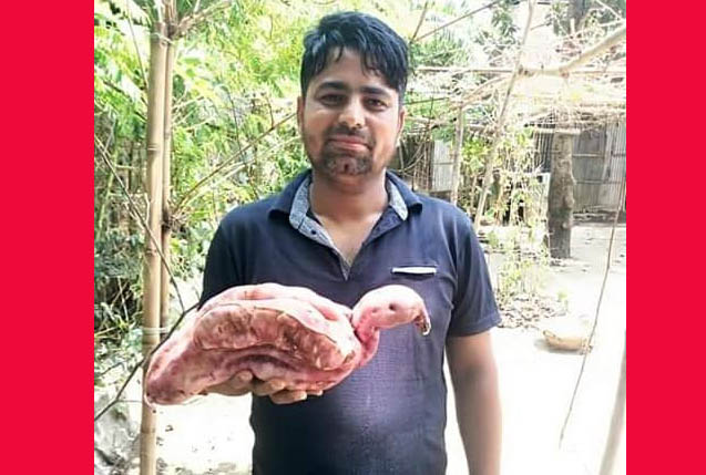মোরগ আকৃতির মিস্টি আলু!