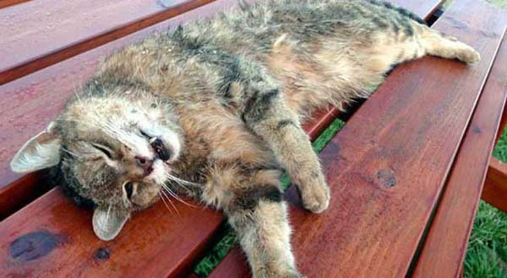 স্পেনে মৃত বিড়ালের শরীরে করোনা শনাক্ত