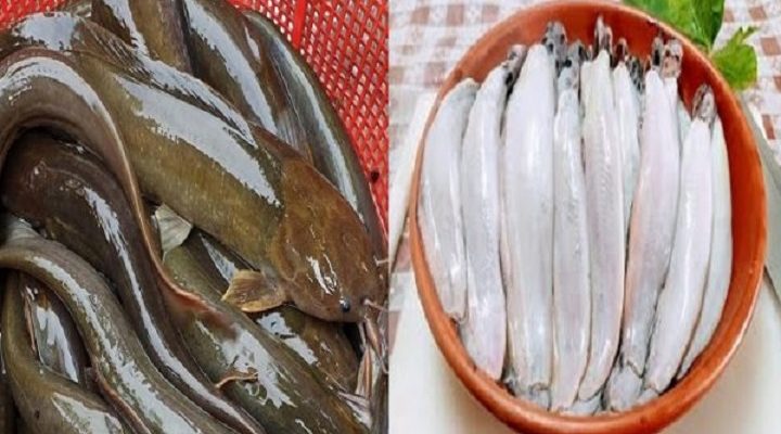 কোন রকম ঘষা মাজা ছাড়াই  শিং মাছ পরিস্কার