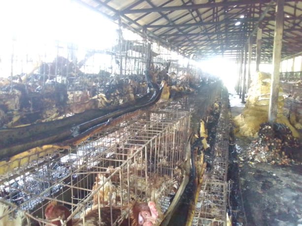 জুড়ীতে পৈশাচিক বর্বরতা, ২হাজার মোরগ পুড়িয়ে হত্যা