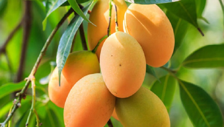 যুক্তরাজ্য-ইতালিতে রাঙামাটির আম