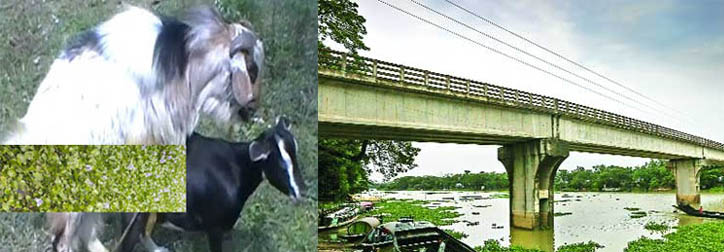 পাঠা-ছাগীর ভিডিওচিত্র এবং একটি ব্রীজের লাইভ সম্প্রচার