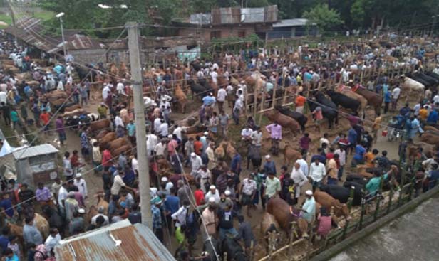 ক্রেতা সংকটেে ধুকছে জুড়ীর কামিনীগন্জ পশুবাজার