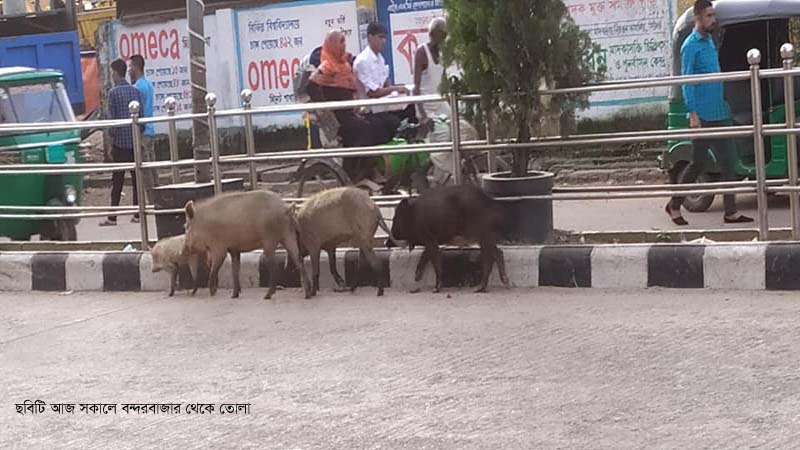 সিলেটে শুকরের উৎপাত