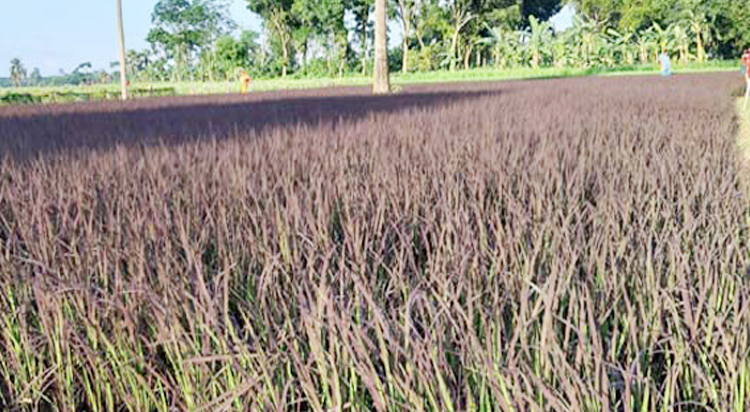 চুয়াডাঙ্গার মাঠে বেগুনী রংয়ের ধান