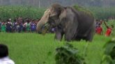 কাপ্তাইয়ে বন্য হাতির আক্রমণে একজন নিহত
