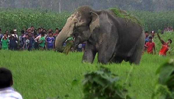 কাপ্তাইয়ে বন্য হাতির আক্রমণে একজন নিহত