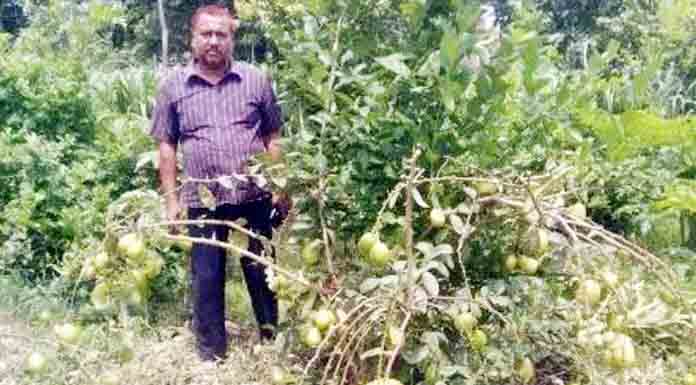 থাই লেবু চাষ, লাখপতি নওশের