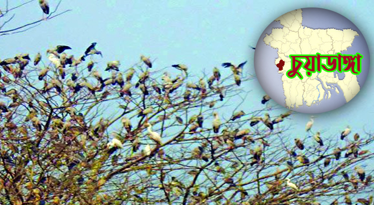 চুয়াডাঙ্গার পৌর এলাকাকে পাখির অভয়াশ্রম ঘোষণা