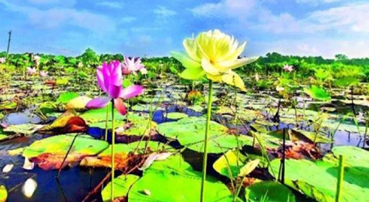 বিশ্বের প্রথম হলুদ পদ্মের দেখা মিলল বাংলাদেশে