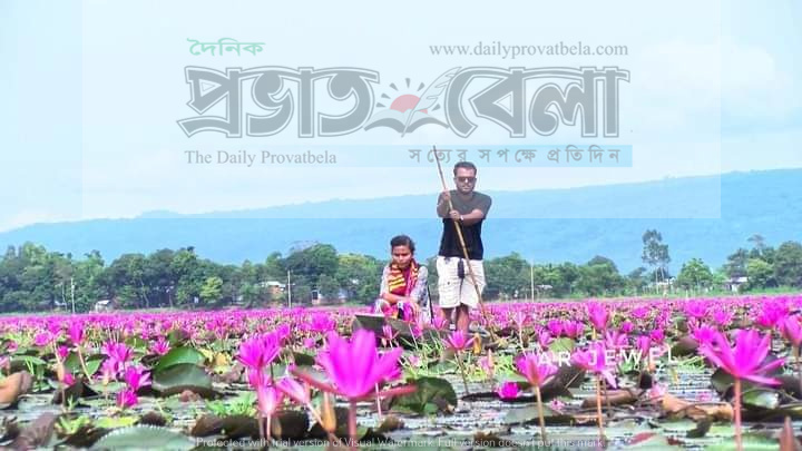 সুনামগঞ্জের বিকি বিলের লাল শাপলা আহরণে নিষেধাজ্ঞা