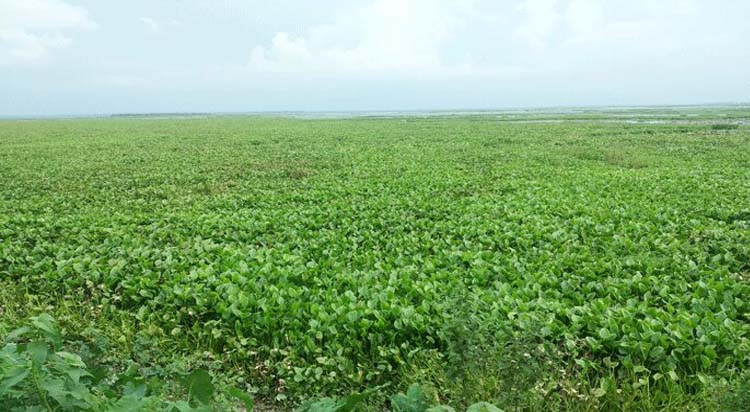 গোপলার কচুরিপানা, কৃষকের কান্না