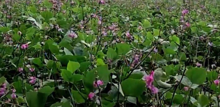 পাবনায় শিম চাষে কৃষকের মুখে হাসি