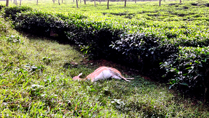 শ্রীমঙ্গলে গাড়ি চাপায় চিত্রা হরিণের মৃত্যু