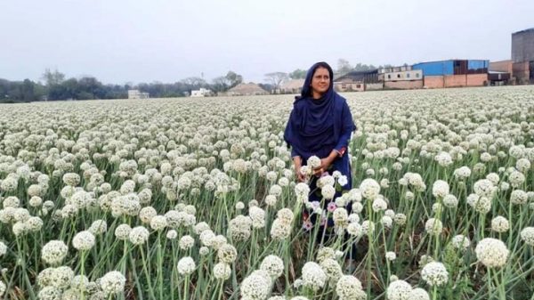 পেঁয়াজ বীজ চাষে ৬ মাসে কোটিপতি