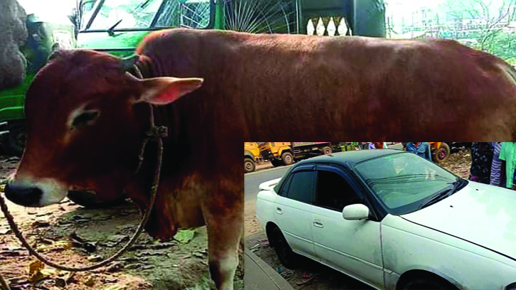 প্রাইভেটকারে করে গরুচুরি!