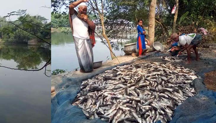 উজিরপুরে বিষ প্রয়োগে ১৫ লক্ষাধিক টাকার মাছ নিধন