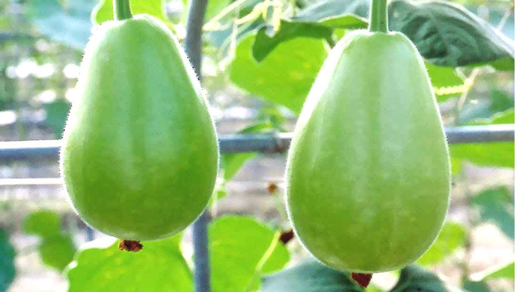 লাউয়ের যত গুণ