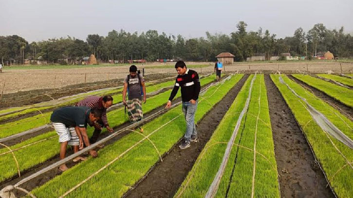 নীলফামারীতে বোরো আবাদে নতুন প্রযুক্তি