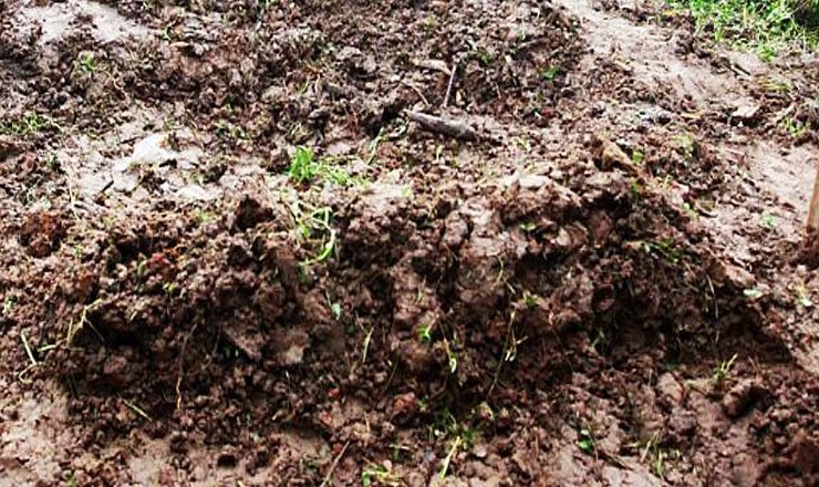 শনিবার বাদ ফজর কুষ্টিয়ায় আনুশকার দাফন