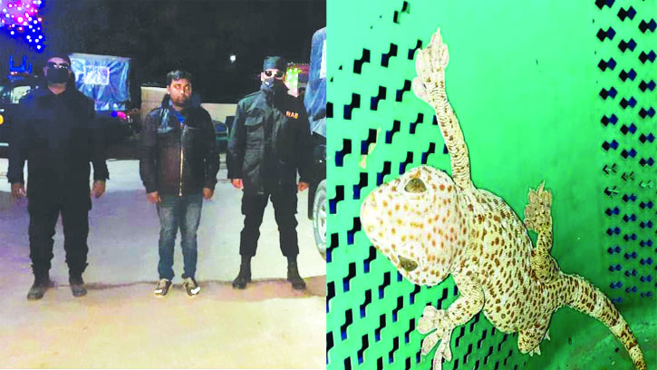 সুনামগঞ্জ থেকে বিলুপ্তপ্রায় তক্ষক উদ্ধার, গ্রেফতার ১