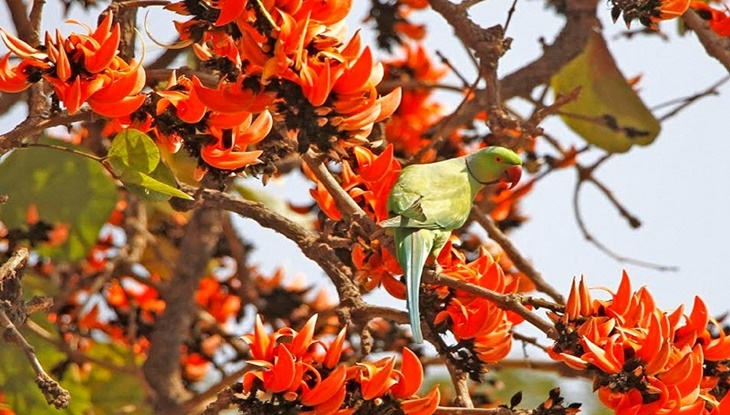হৃদয়ের ব্যাকুলতা নিয়ে এসেছে বসন্ত