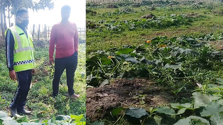 লাউ গাছের সাথে এ কেমন শত্রুতা!