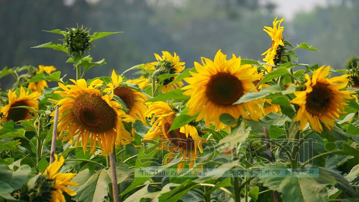 সিলেটেও মুগ্ধতা ছড়াচ্ছে সূর্যমুখীর হাসি