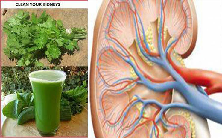 কিডনির দুষিত পদার্থ অপসারণে ধনেপাতা