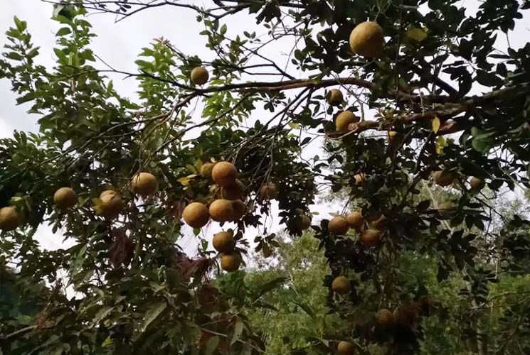 জাম্বুরা ফলনেও সেরা  জুড়ী