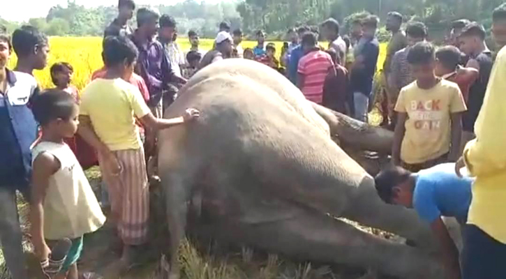 সাতকানিয়ায় কৃষকের বিদ্যুৎফাঁদে বন্যহাতির মৃত্যু