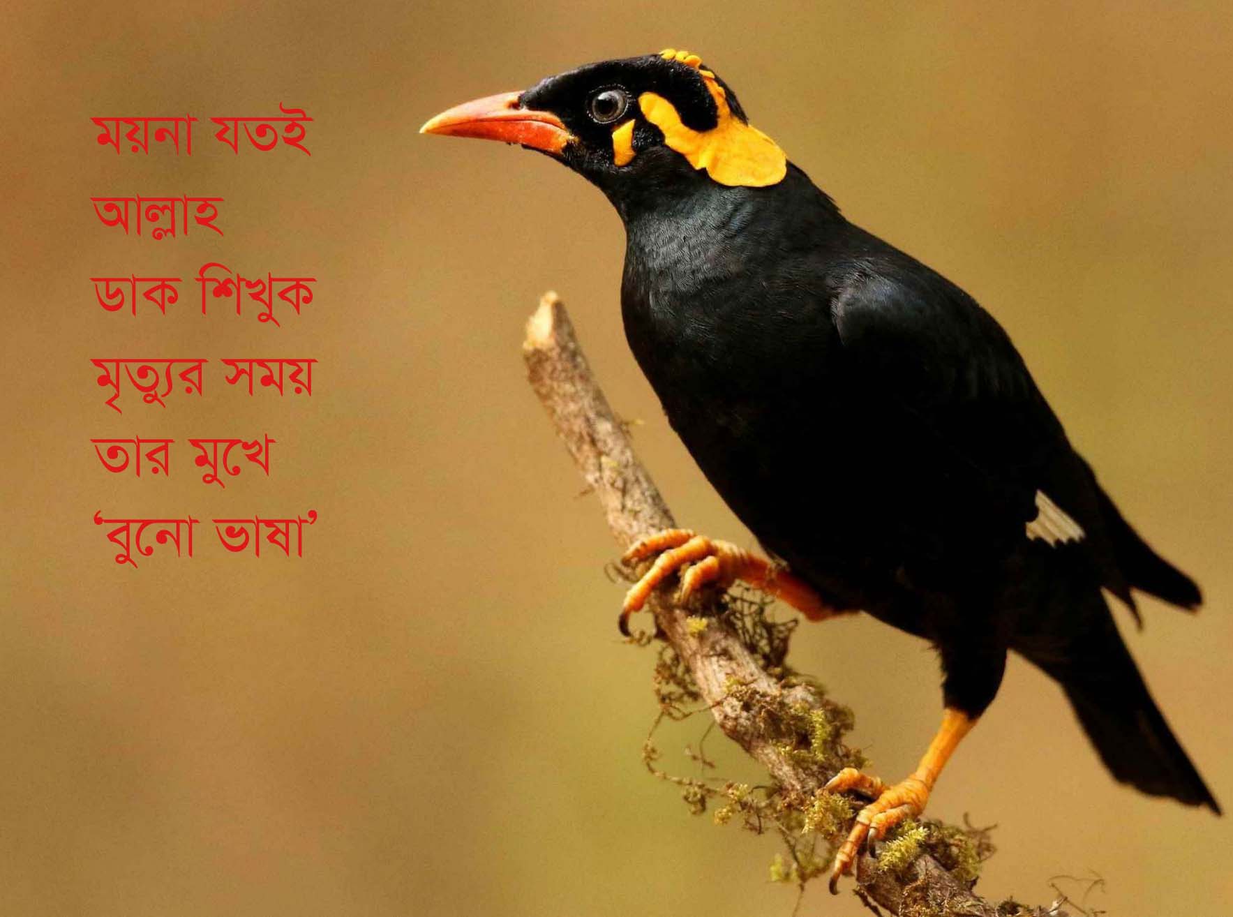 ময়না যতই আল্লাহ ডাক শিখুক