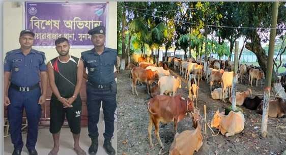 দোয়ারাবাজারে ভারতীয় গরুসহ চোরাকারবারি আটক