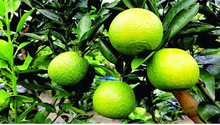 মাল্টা চাষে স্বপ্ন দেখছেন জুড়ীর চাষিরা