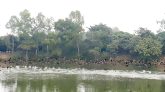 পরিযায়ী পাখির জলকেলিতে মুখর মাটিয়ান দীঘি