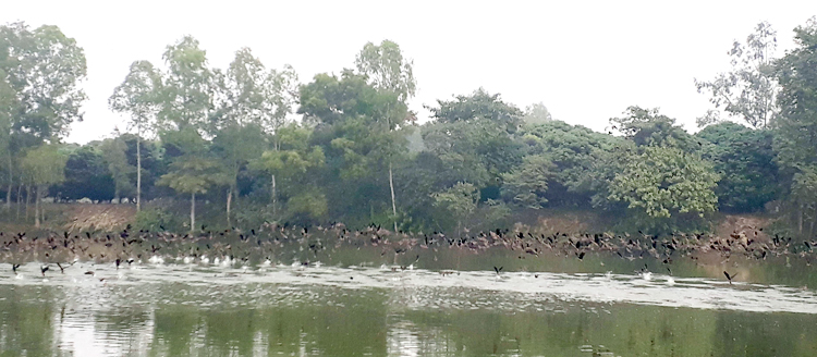 পরিযায়ী পাখির জলকেলিতে মুখর মাটিয়ান দীঘি