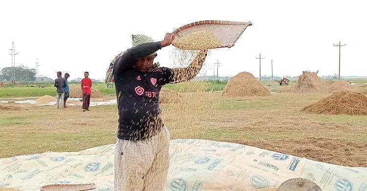মাঠভরা ধান, দাম নিয়ে শঙ্কায় হাওরের কৃষক