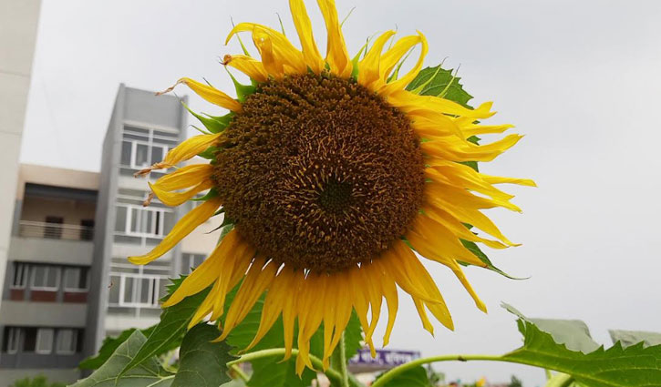 বদলে গেছে শায়েস্তাগঞ্জ থানার চিত্র