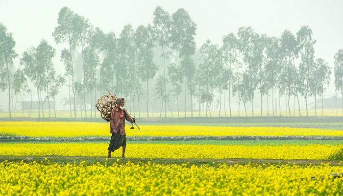 পৌষের আগেই জেঁকে বসেছে শীত